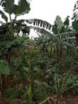A picture of Kamengo Masaka rd 25 acres for wholesale