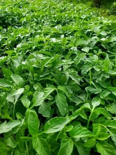 seedlings