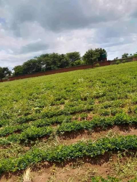 land