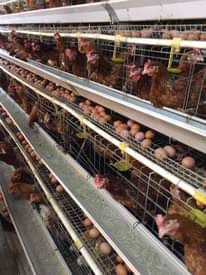 A picture of Chicken Battery Cages