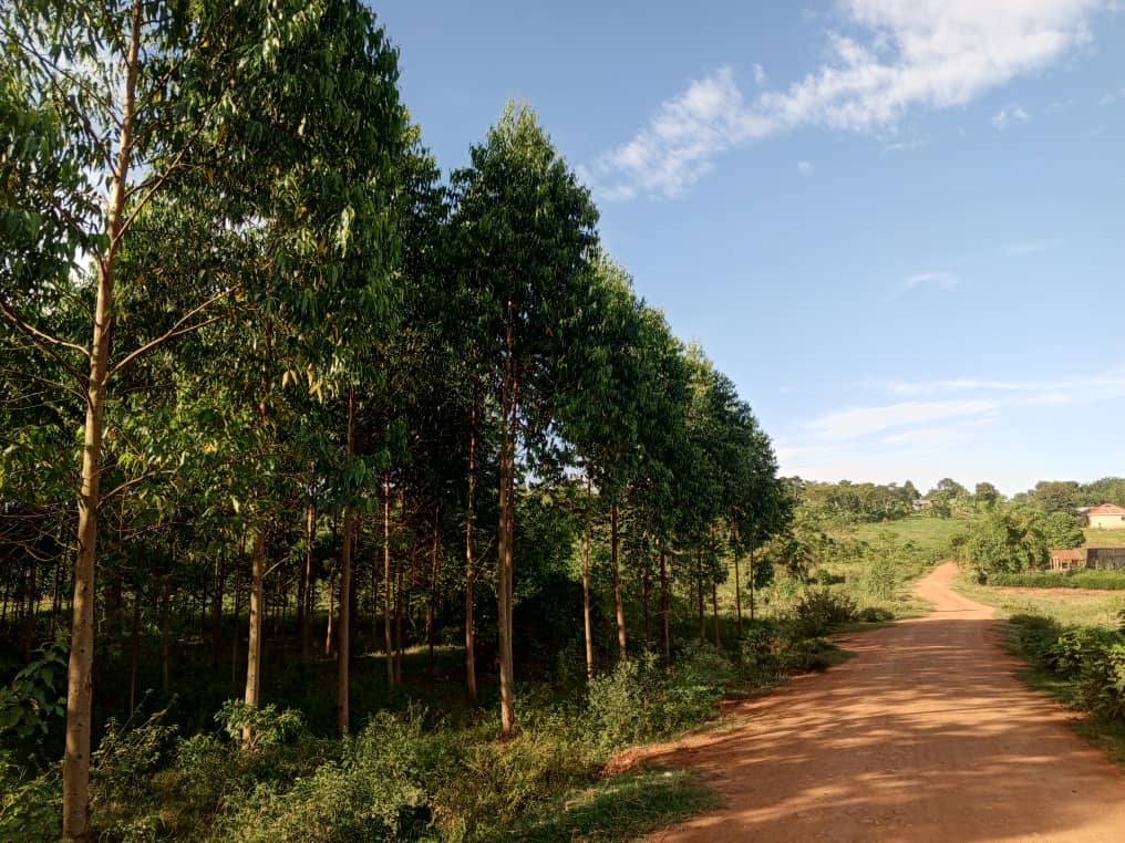 houses matugga