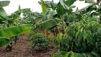 A picture of 50 by 100 plot kibanja on sale with banana plantation