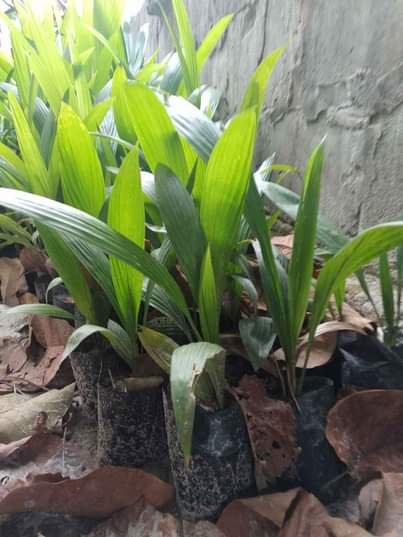 A picture of MICHE BORA YA MICHIKICHI