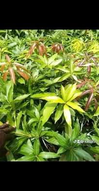 A picture of Mikoani tunasafirisha kwa bas Tanzania mzima 0782777704