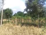 A picture of Plot in Mbale busiu