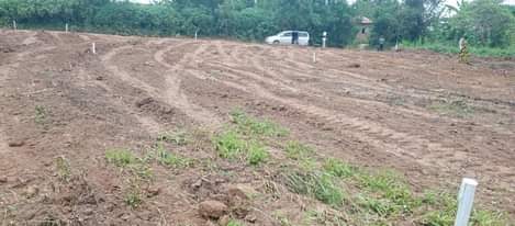 A picture of Rental plots