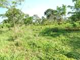 A picture of 20 ACRES AVAILABLE FOR SALE IN MUKONO KATOSI ROAD IN