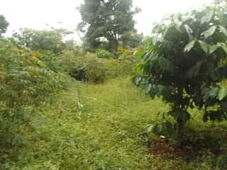 A picture of 200 ft by 65 plot for sale in kisoga along