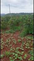 A picture of Land