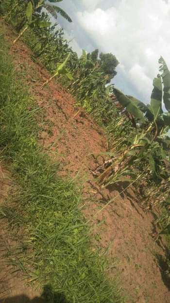A picture of Plot for sale