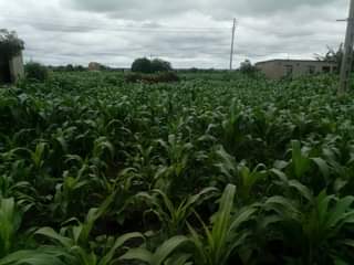 property kuwadzana