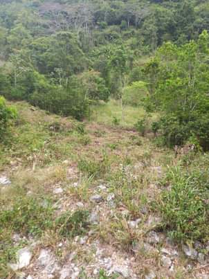 Jamaica C.