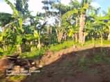 A picture of Agricultural land half acre for sale