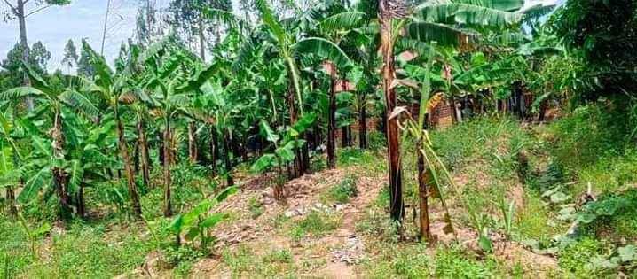 A picture of GOOD PLOT FOR BOTH RENTALS AND RESIDENTIAL FOR SALES 7m