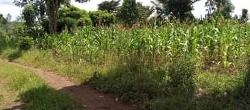 A picture of 1 acre for sale at 72m 2km from Busiika town