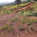 A picture of PLOTS FOR SALE LOCATED SISA NTEBBE ROAD