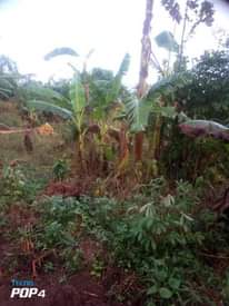 A picture of Plot