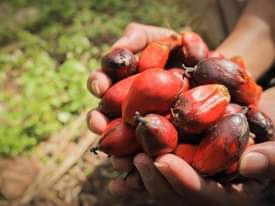 A picture of Oil palm business