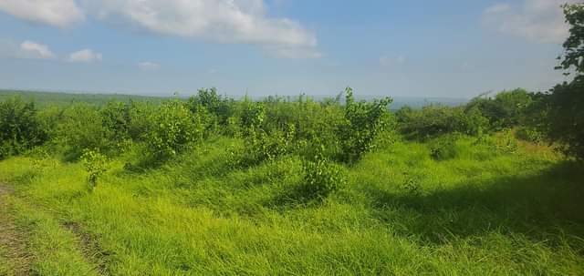 A picture of Shamba la eka 250 linauzwa Kiwangwa