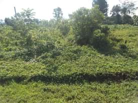 A picture of 100 by 100 ft tarmac prime plot for sale along