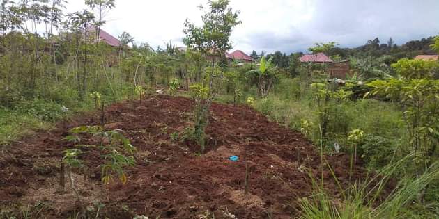 A picture of Plot 20 55