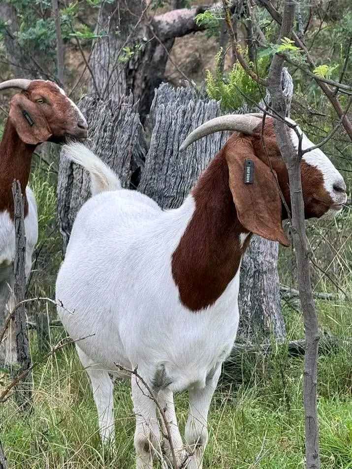 agricultural