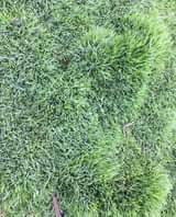 A picture of Grass for sale