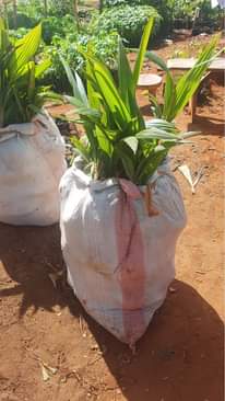 A picture of Miche ya matunda ya mda mfupi miaka Miwili hadi mitatu