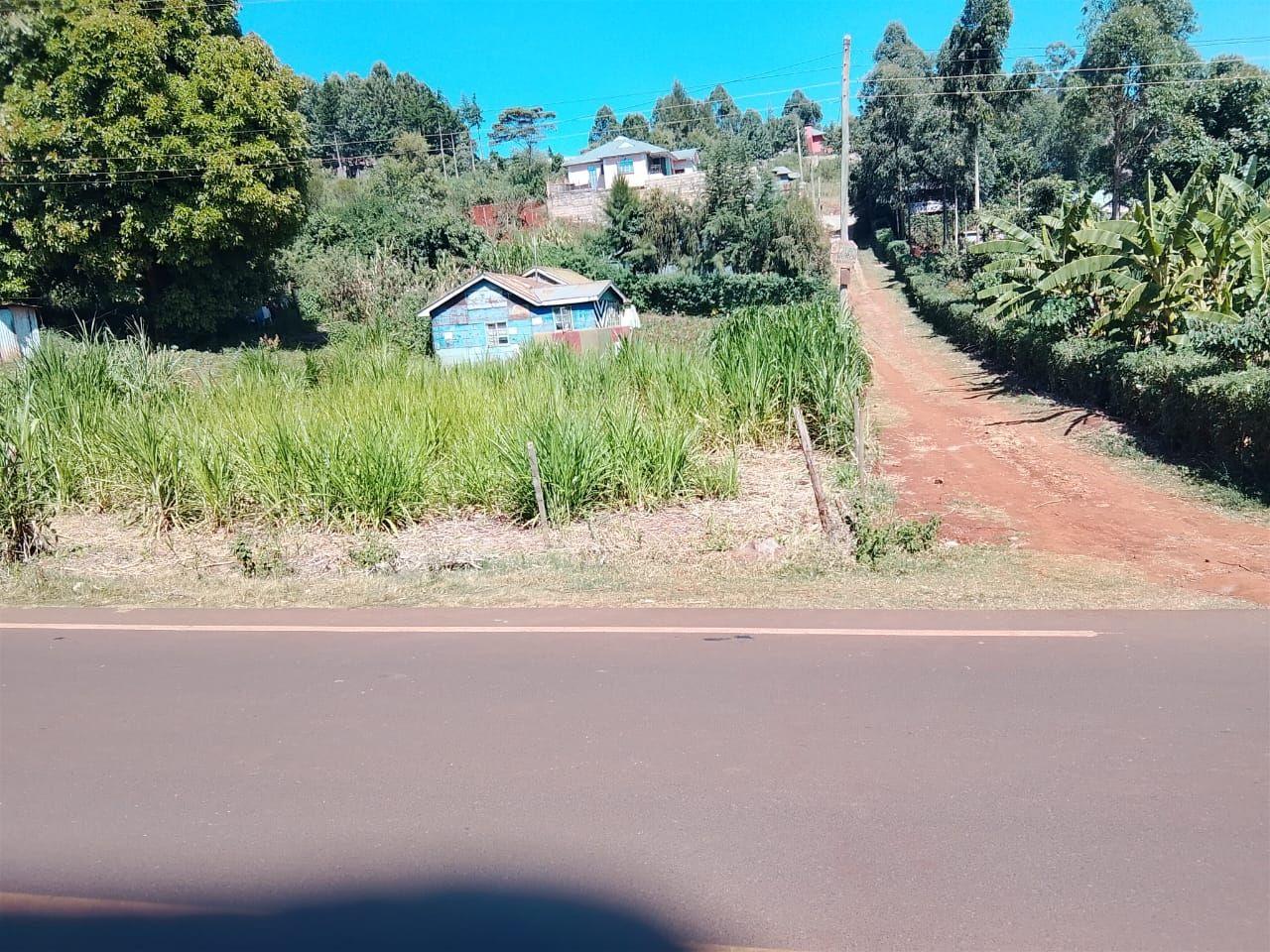kikuyu grass
