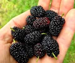 A picture of Berries strawberry mulberry raspberry cape gooseberry blackberry