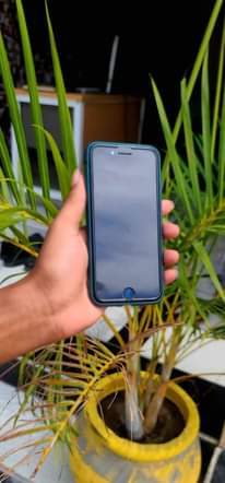 A picture of iphone 7 plain