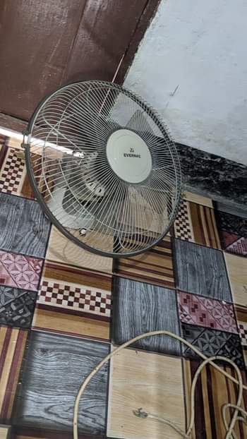 fans