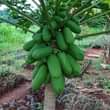 A picture of miche ya matunda ya mda mfupi