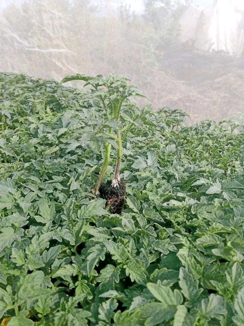 seedlings