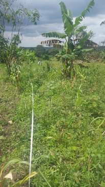 A picture of Land for sale