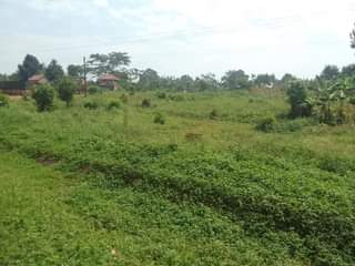 A picture of 100 by 100 ft plot for sale along mukono katosi