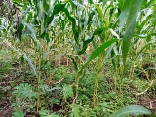 A picture of FERTILE HALF ACRE FOR SALE IN NAKASEKE KAPEEKA KUFFU VILLAGE