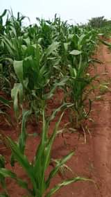 A picture of LUWERO KAKOOGE Farmland of 3 Arces on sale 6 5m