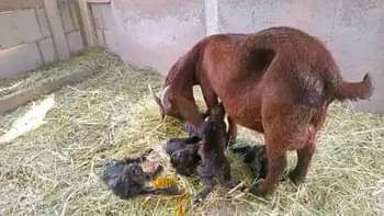 A picture of FEW GOATS REMAINING FOR GRAB WITH FREE DELIVERIES DONE ACROSS