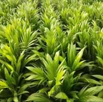 A picture of Hybrid Tenera Oil Palm