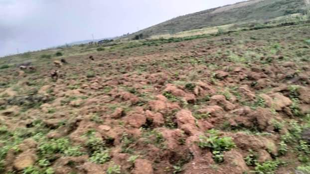 Masibo H.