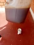 A picture of Asali mbichi kutoka shamba bei Tsh 7000 kwa lita 0693410359