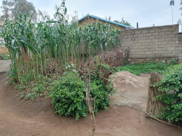 kinyinya accommodation