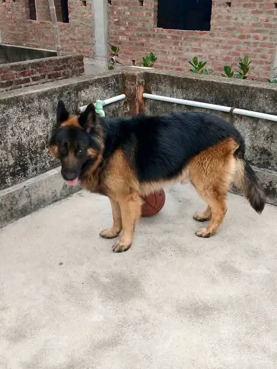 A picture of No dog not life 0775682272 0753330527