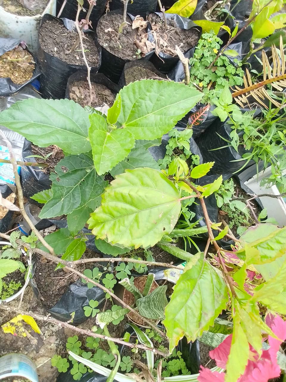 outdoor