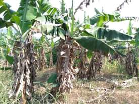 A picture of PLOT 100 100FT FOR SALE IN NAKASEKE KAPEEKA