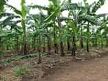 A picture of Busubuzi deal on quick sale 100ft 100ft private mail land