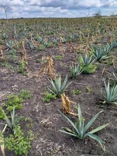 A picture of MASHAMBA
