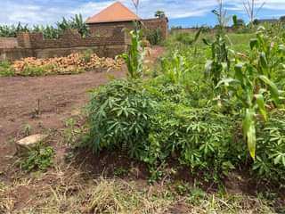 A picture of Plot at 15m in busika