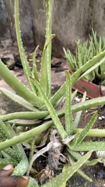 A picture of Aloe Vera